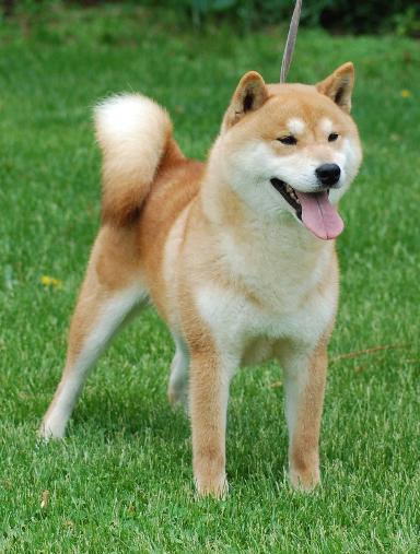 Purebred shiba hot sale inu for sale